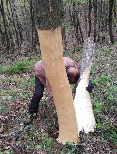 Bark off Eulex ulmoides picking bark of Euonymus ulmoides