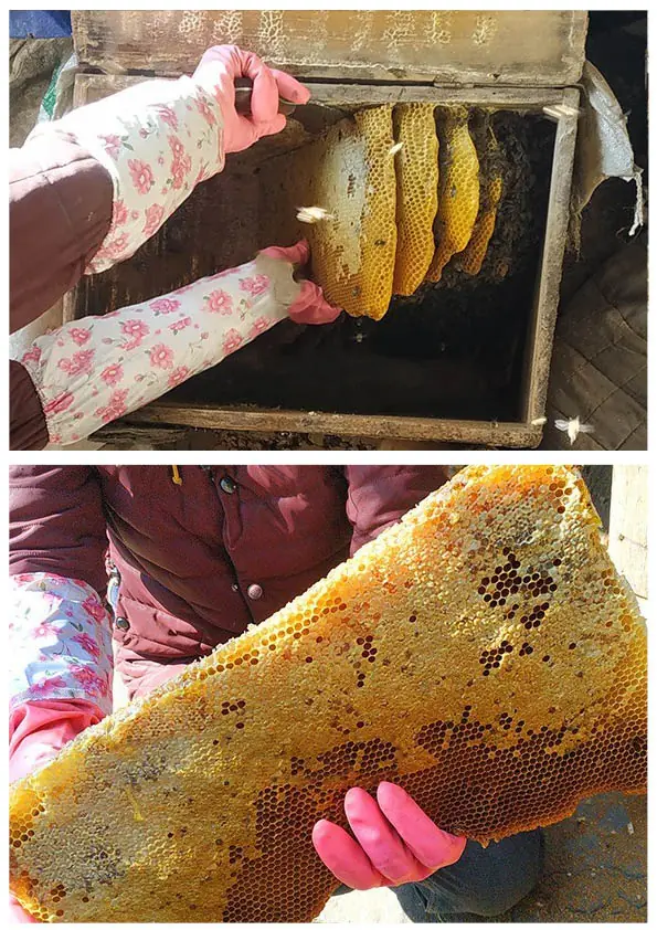 野生中药材与农产品网站 10 honey