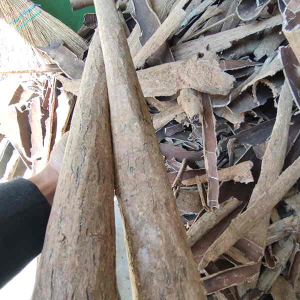 Eucommia Bark 100% Organic Ultimate Cut for Tea & Herbal Supplement 4 使用场景:秦岭深山山野生杜仲片5000克 10斤 杜仲皮 已去粗皮 无硫切片 | 山子堂