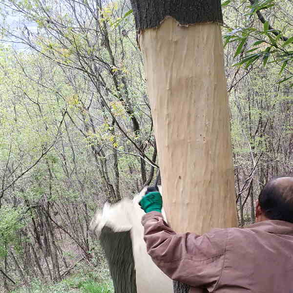 Eucommia Bark