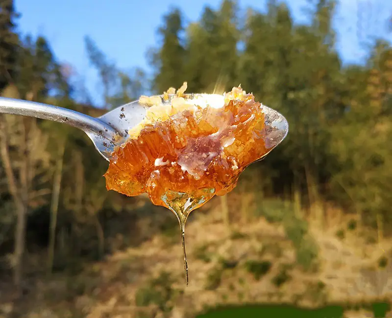 Wild Raw Honey | 100% Pure Unprocessed from Deep Mountain