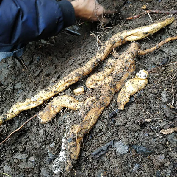 野生山药 wild yam