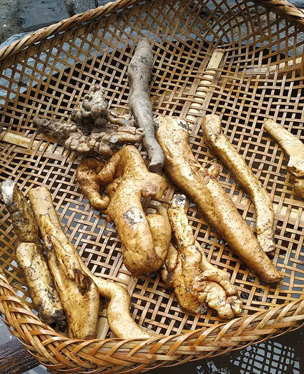 野生鲜山药 Wild fresh yam
