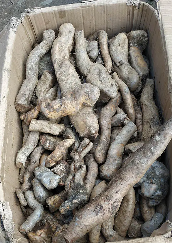 鲜山药 Fresh yam