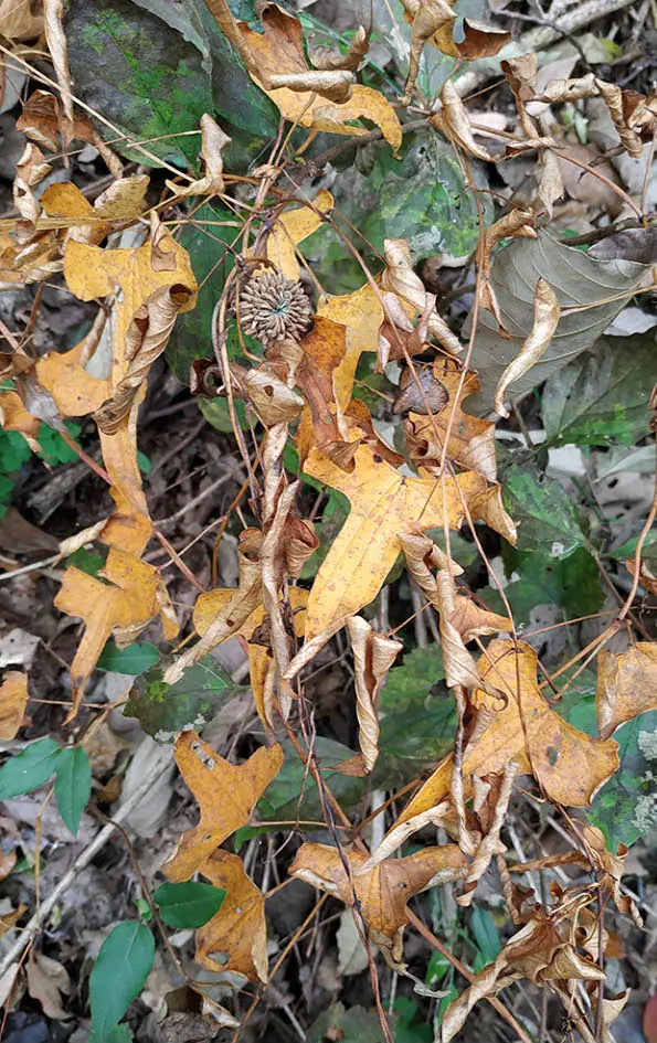 山药 Chinese yam