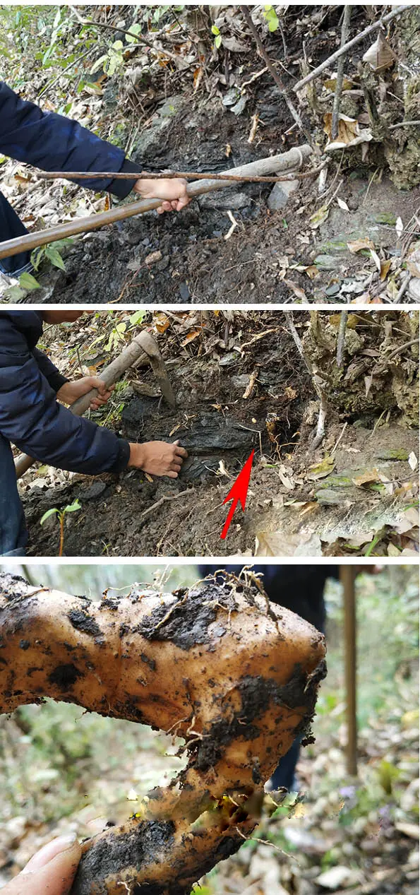 野生山药 wild yam