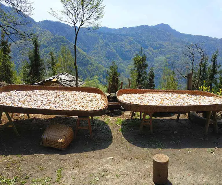 晒干山药 sun-dried yam