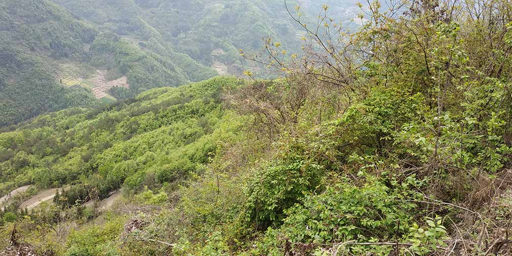 Growing environment of wild yam Growing environment of wild yam
