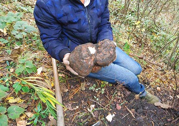 Digging wild Poria cocos Digging wild Poria cocos