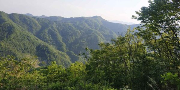Wild Poria cocos growing environment in the mountains