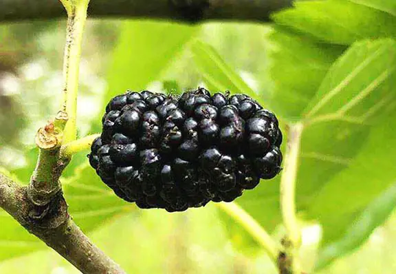 mulberry mulberry