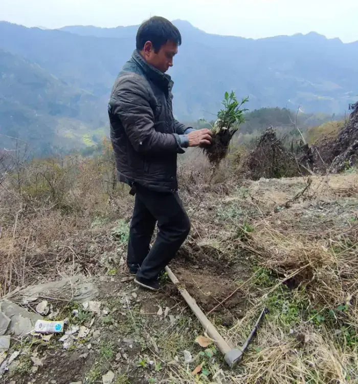 Digging wild atractylodes rhizome Digging wild atractylodes rhizome
