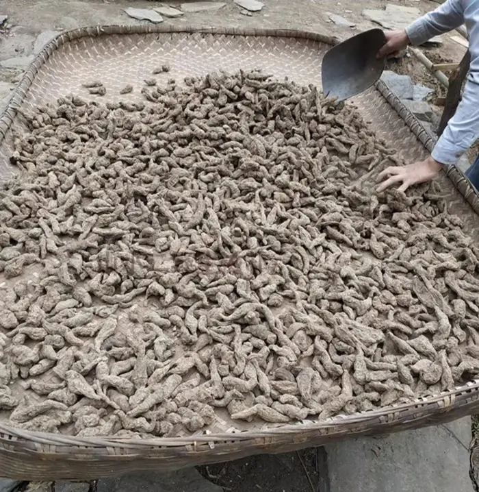 生地黄 rehmannia root
