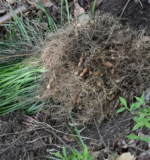 Fresh Radix Op Chinese medicinal herb Ophiopogon japonicus