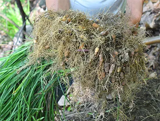 Ophiopogon japonicus grains maimendong