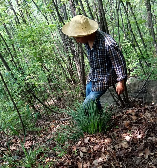 Digging wild Ophiophora japonica Wild Ophiopogon japonicus
