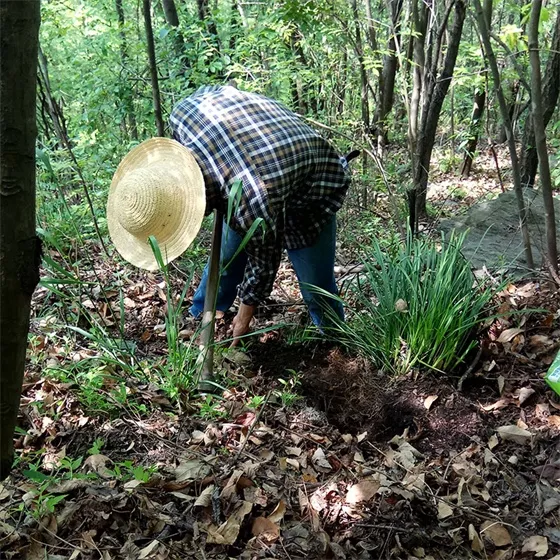 Digging Ophiophora root Digging Ophiophora root