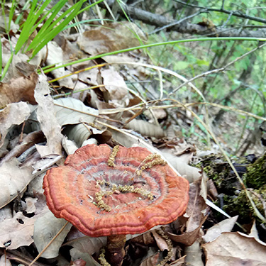purple Ganoderma lucidum purple Ganoderma lucidum
