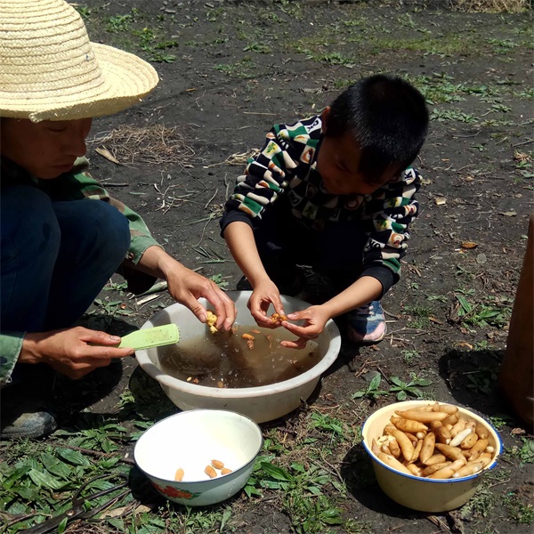 Solomon's seal Farmer collectors digging wild Polygonatum 30 years of growth 1 Wild medicinal materials