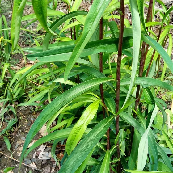 Bupleurum Root Bupleurum Root