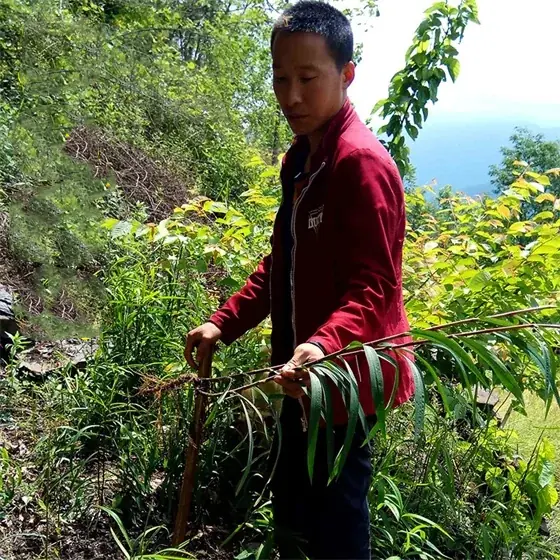 柴胡 Bupleurum chinense
