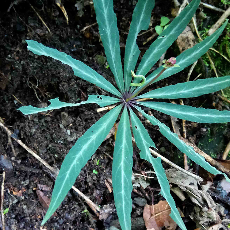 Paris polyphylla Paris polyphylla