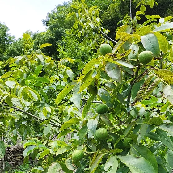Juglans regia L. Juglans regia L.