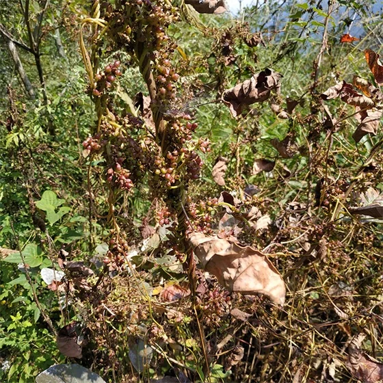 Cuscuta chinensis Cuscuta chinensis
