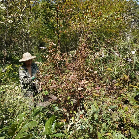 Picking Cuscuta the seed of Chinese dodder