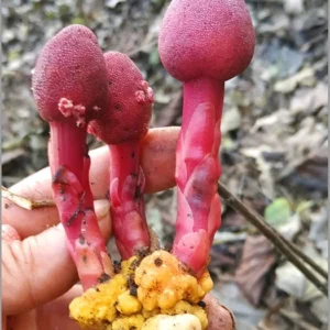Balanophora