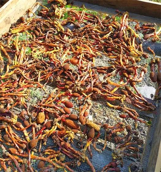 Chinese herbal medicine Ophioglossum Chinese herbal medicine Ophioglossum