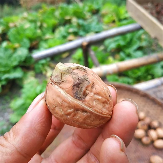 walnut walnut