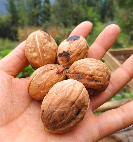 Farmers grow their own walnuts Farmers grow their own walnuts