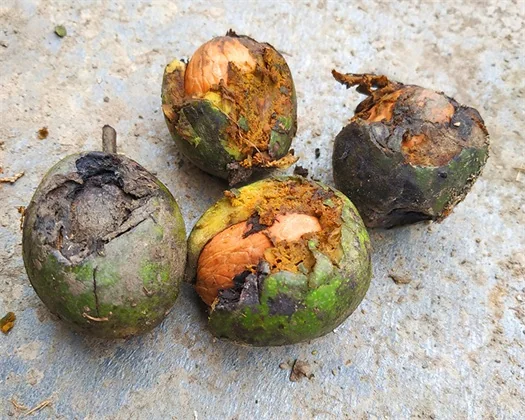 walnut walnut