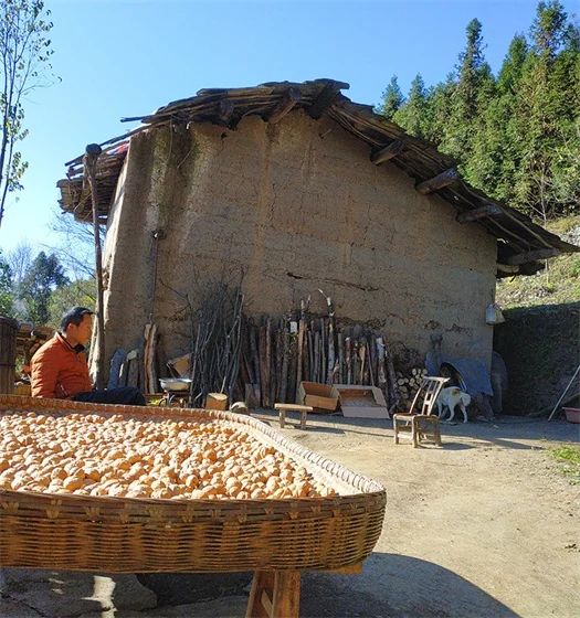 Walnut Walnut