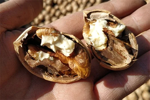 Premium Dried Walnuts Shelled Natural High Quality 2026 Crop 3 山子堂 | 山子堂