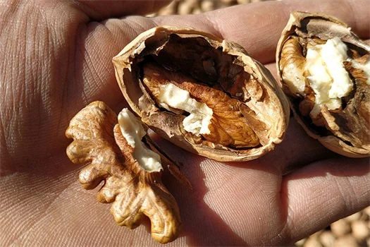 pecan pecan