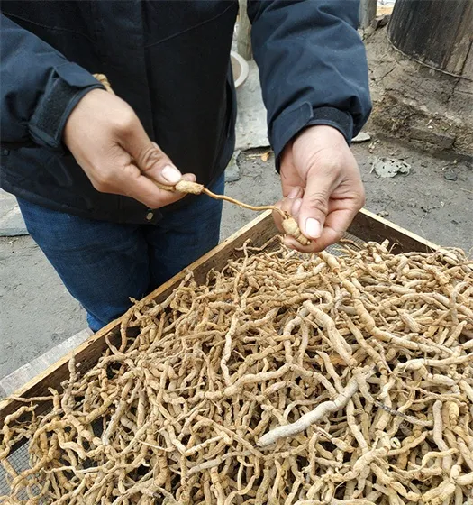 Morinda officinalis L. Morinda officinalis L.