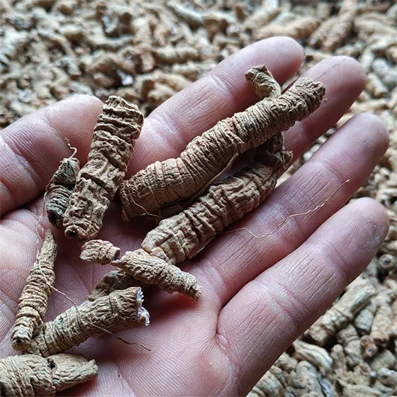 Morinda officinalis Morinda officinalis
