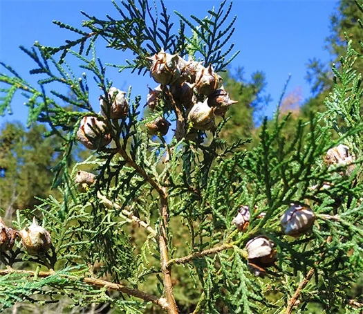 柏子仁 platycladi seed