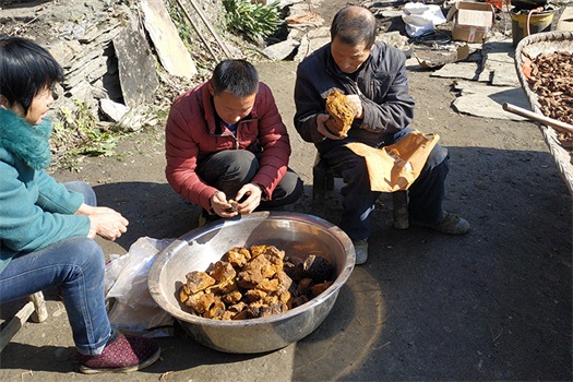 chaga chaga