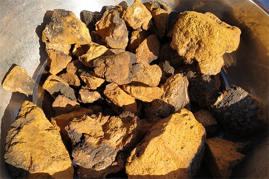 chaga mushroom chaga mushroom