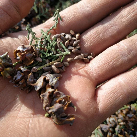 柏子仁 bai zi ren