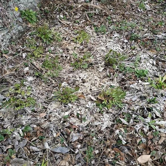 The health value of wild Angelica sinensis The health value of wild Angelica sinensis