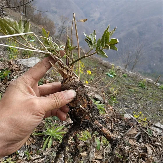 wild Angelica sinensis root wild Angelica sinensis root
