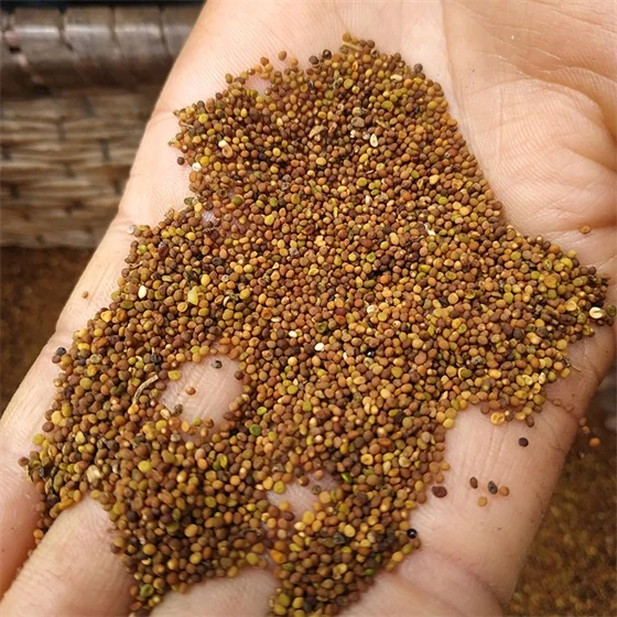 Cuscuta salina Cuscuta salina
