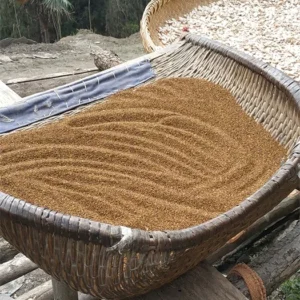 dodder seed