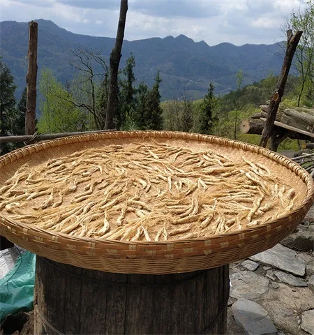 Drying Ginseng sun-dried ginseng