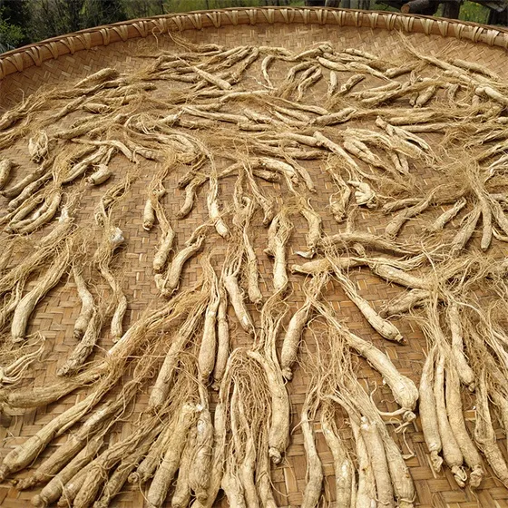 Organic Panax Ginseng Grows in the deep mountains 1500m Authentic 4 使用场景:人蔘 人参片500克 生晒参 인삼 ginseng root 人參 林下参 panax 人参图片 panax ginseng | 山子堂