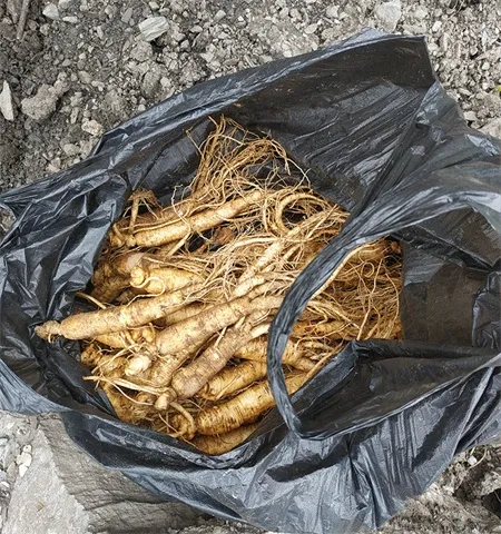Ginseng pruning sun-dried ginseng